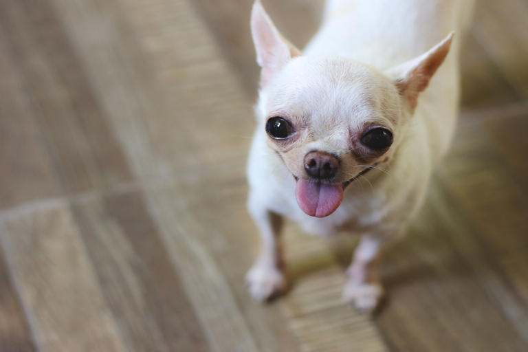 Spicy Chihuahua ‘Side-Stepping’ For Breakfast Gives ‘Hangry’ New Meaning
