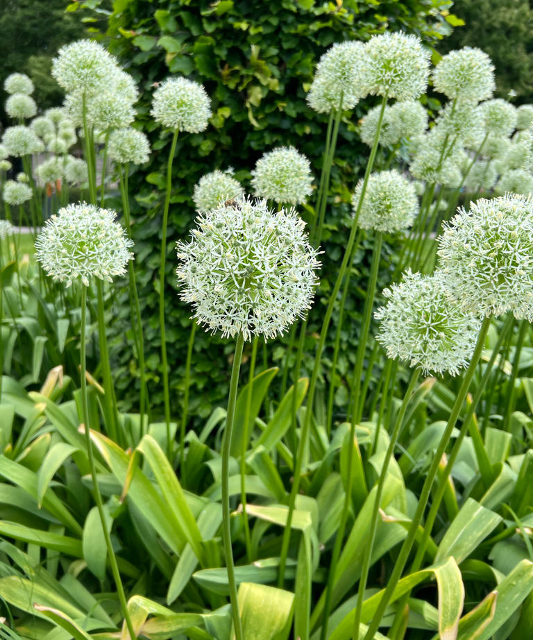 Groundhogs running amok in your garden? Grow these 5 plants groundhogs ...