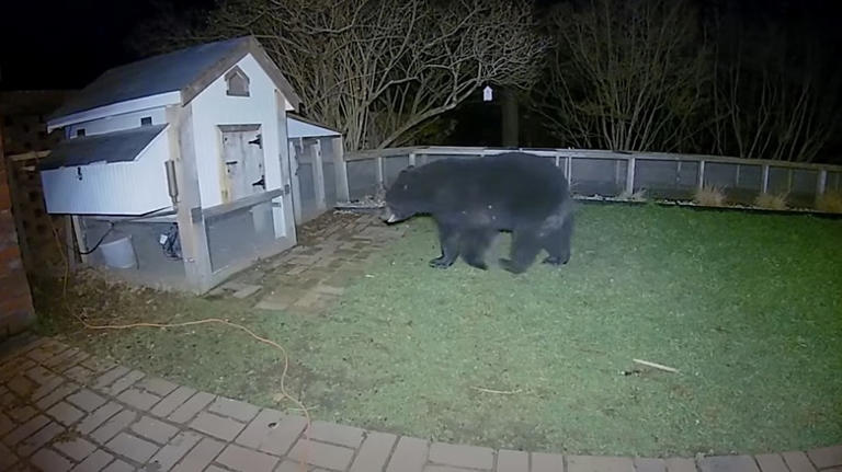 ring camera notification bear backyard