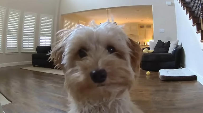 ring camera inside dog