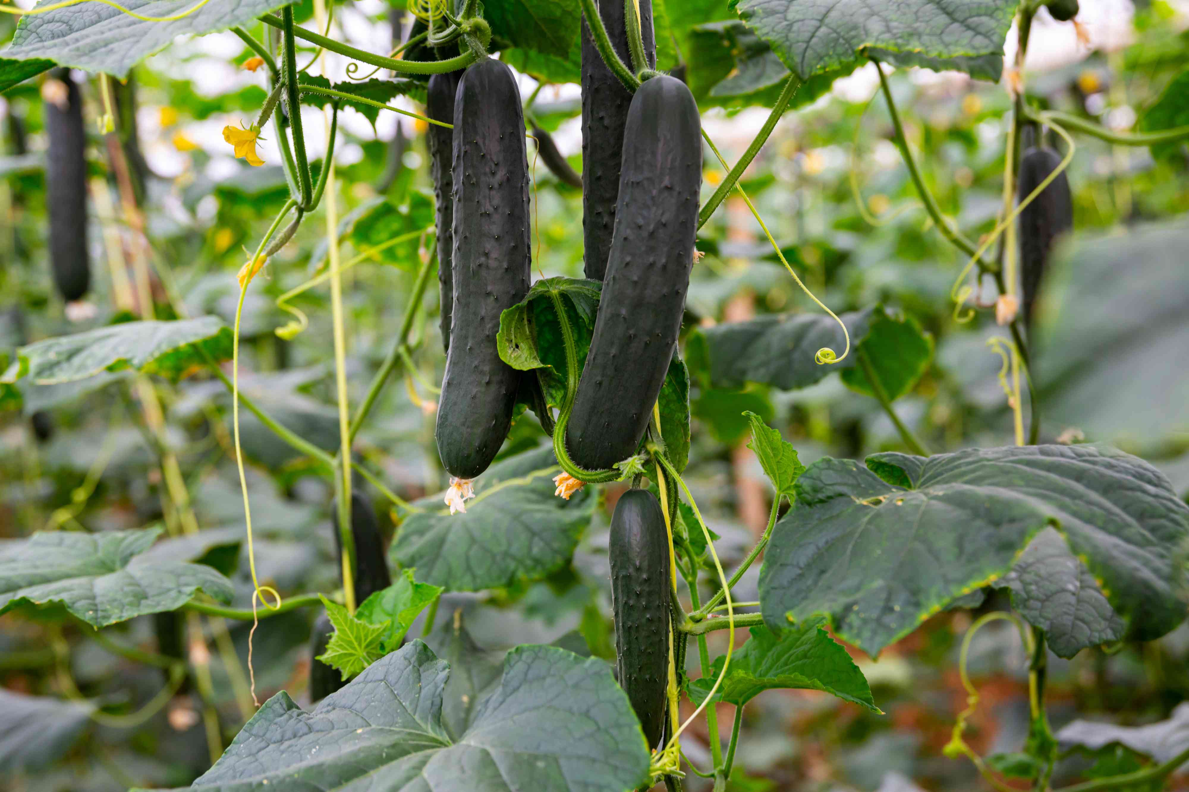 Get Your Cucumber Plants Off to a Strong Start by Avoiding This Common ...