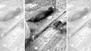 In J&K’s Samba, hundreds of livestock killed, livelihoods snuffed out