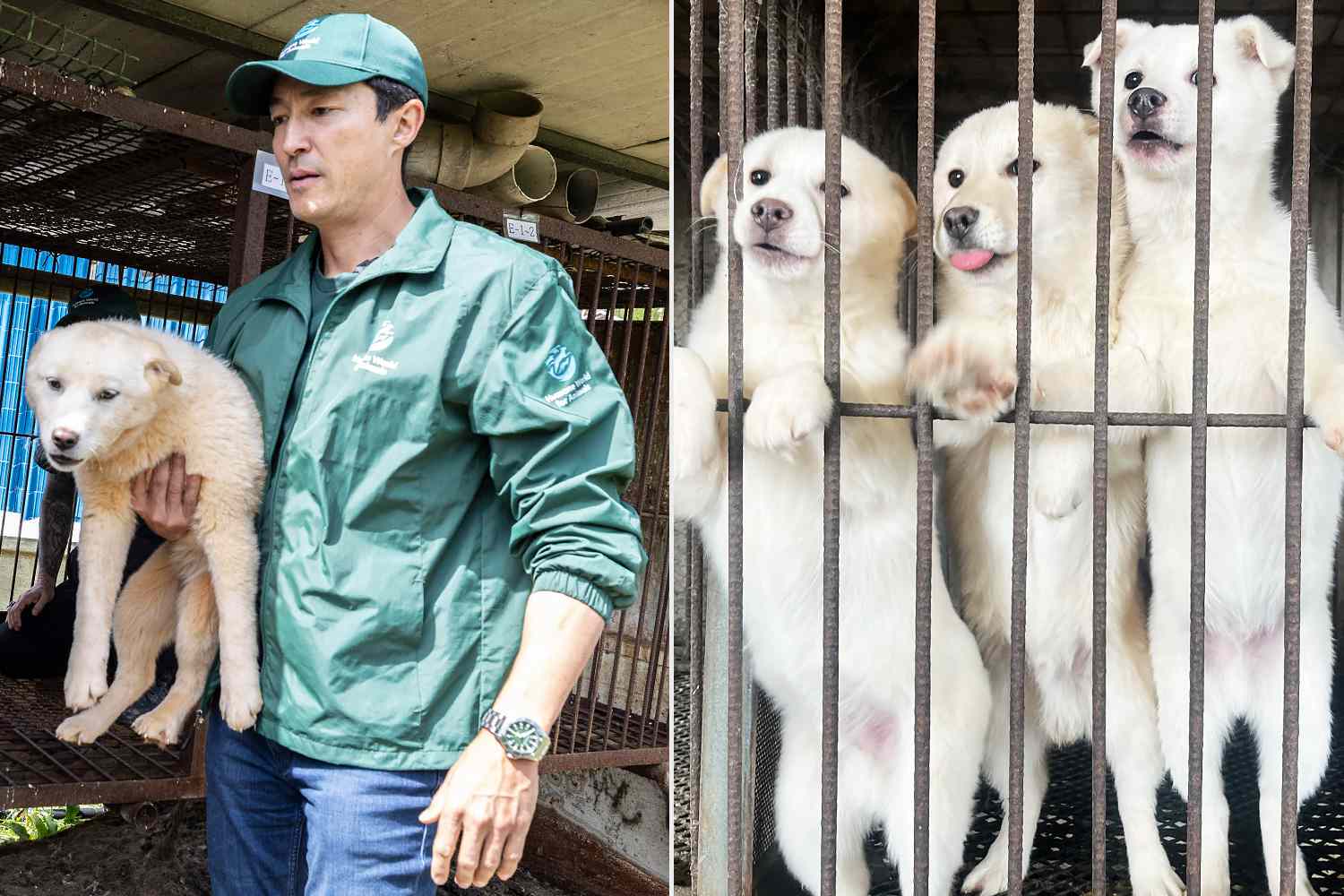 67 Dogs Rescued from Grim Fate at Dog Meat Farm — with Help from “Wheel