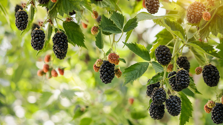 Why You Shouldn't Grow Black Raspberries And Red Raspberries In The ...