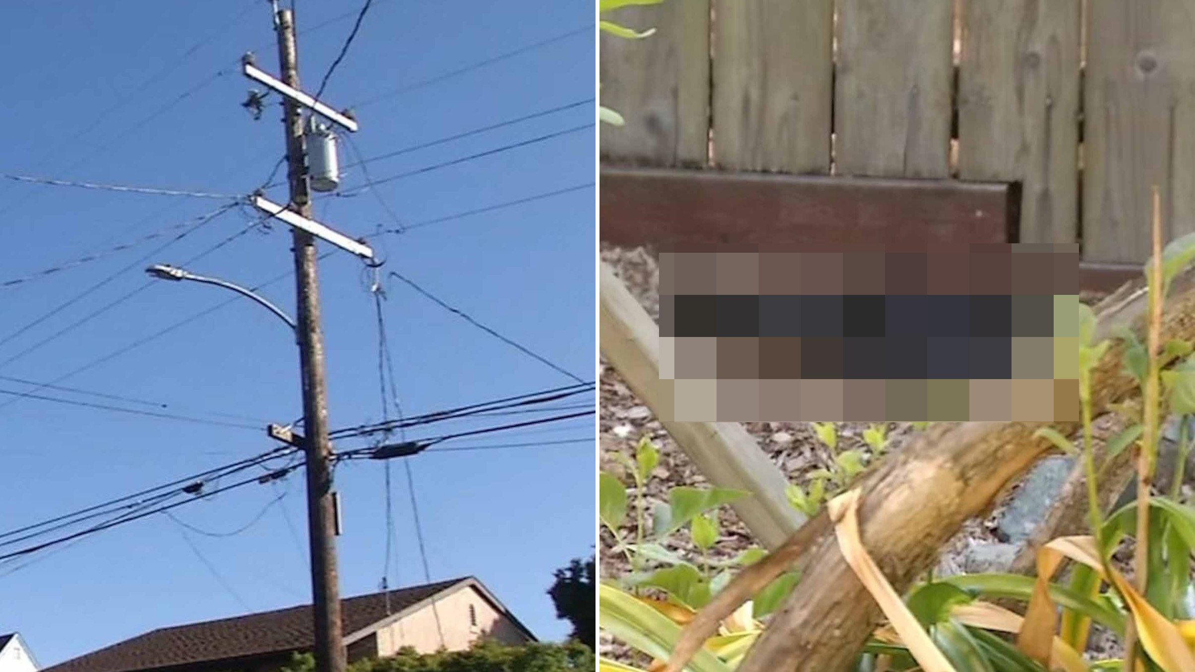 Town horrified by mystery of 'exploding' birds found dead in their gardens