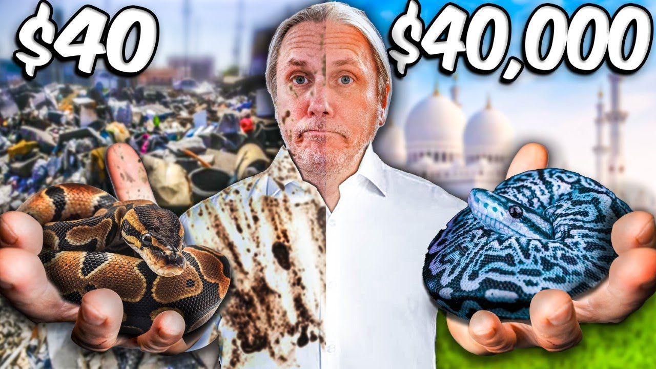 how-much-do-snakes-really-cost-40-to-40-000-breakdown
