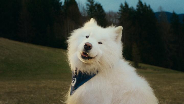 Anjing Sebagai Pemacu Utama agar Masyarakat Lebih Aktif Bergerak