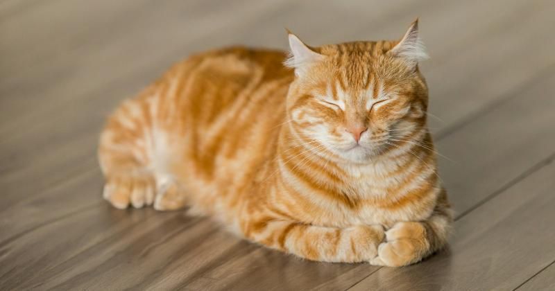 5 Tanda Kucing Terinfeksi Cacing, Perut Membuncit