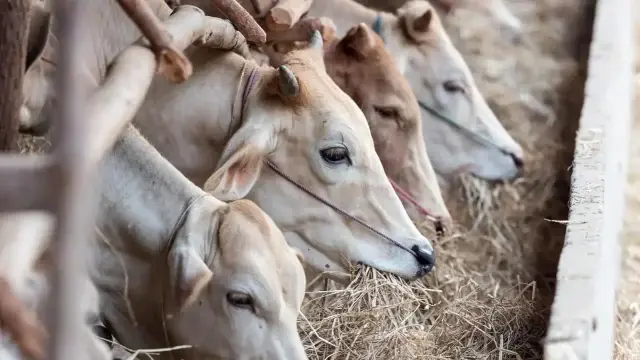 Organismo mundial de sanidad animal dice que las vacunas son necesarias  para proteger a las personas