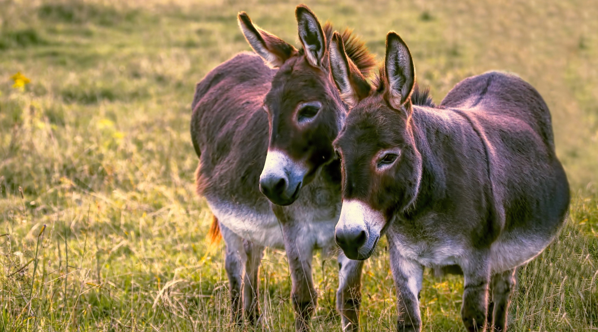 Unbelievable things sent through the mail