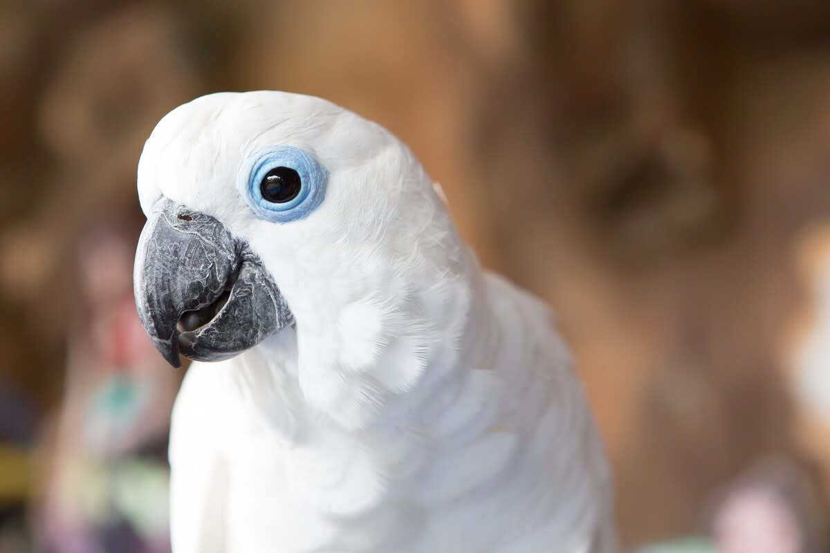 an-adorable-cockatoo