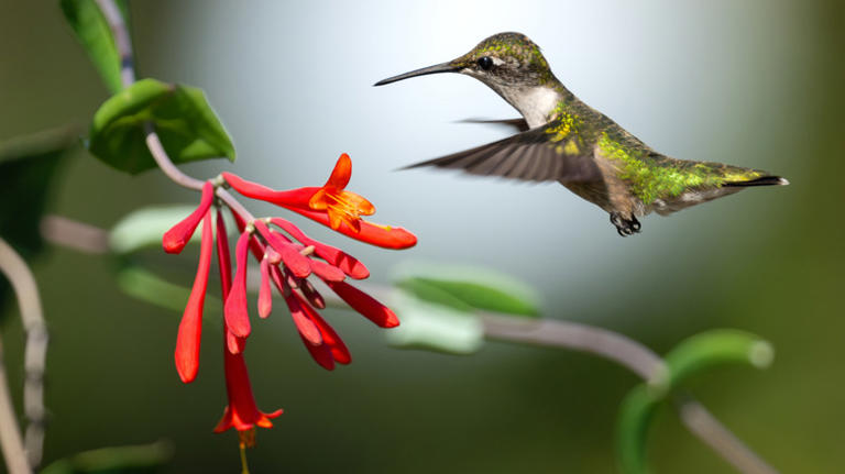 A hummingbird flying near a honeysuckle bloom