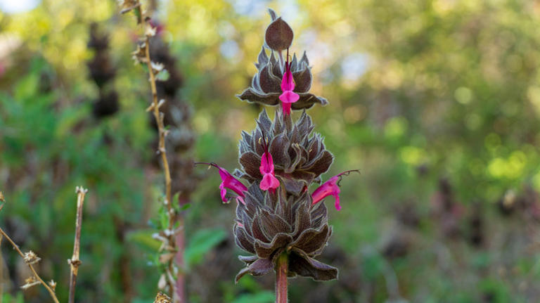 A close-up shot of a hummingbird sage flower