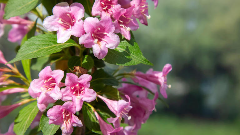 Pink weigela flowers blooming