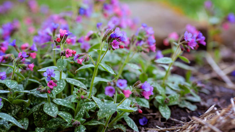 A lungwort plant with bright purple flowers and spotted green leaves