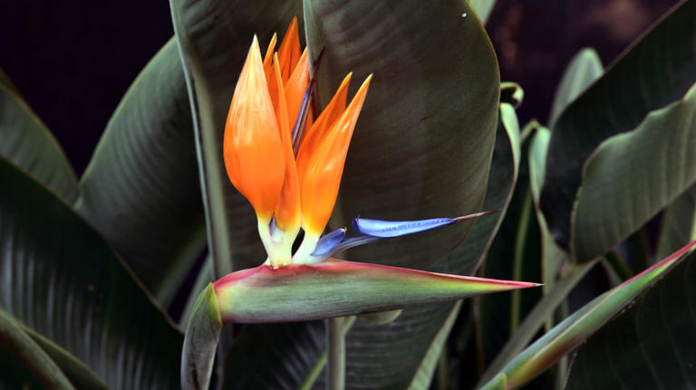 A blooming bird-of-paradise flower