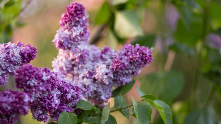 Flowering purple lilac blossoms