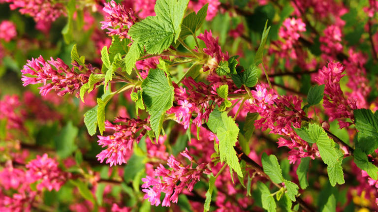 Red flowering currant blooms and bright green leaves