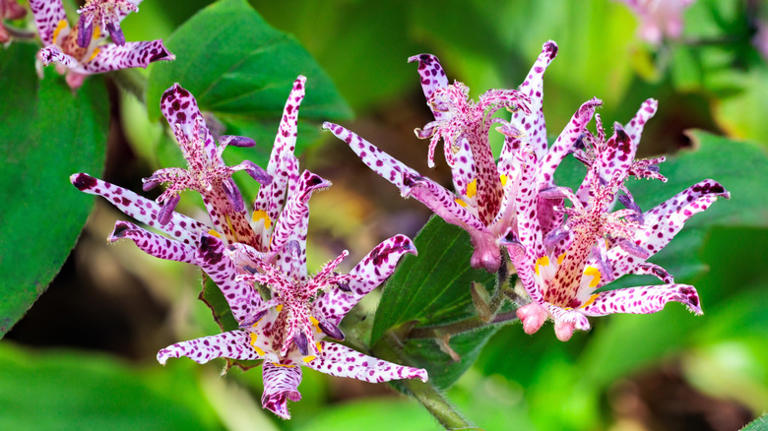White and purple speckled toad lily flowers