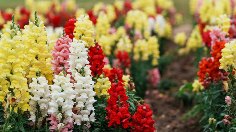 Red, white, pink, and yellow snapdragons blooming in a field