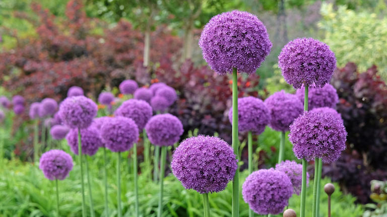 Purple ornamental onion flowers blooming