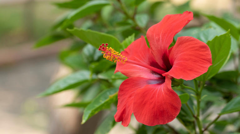 Red hibiscus flower on a bush