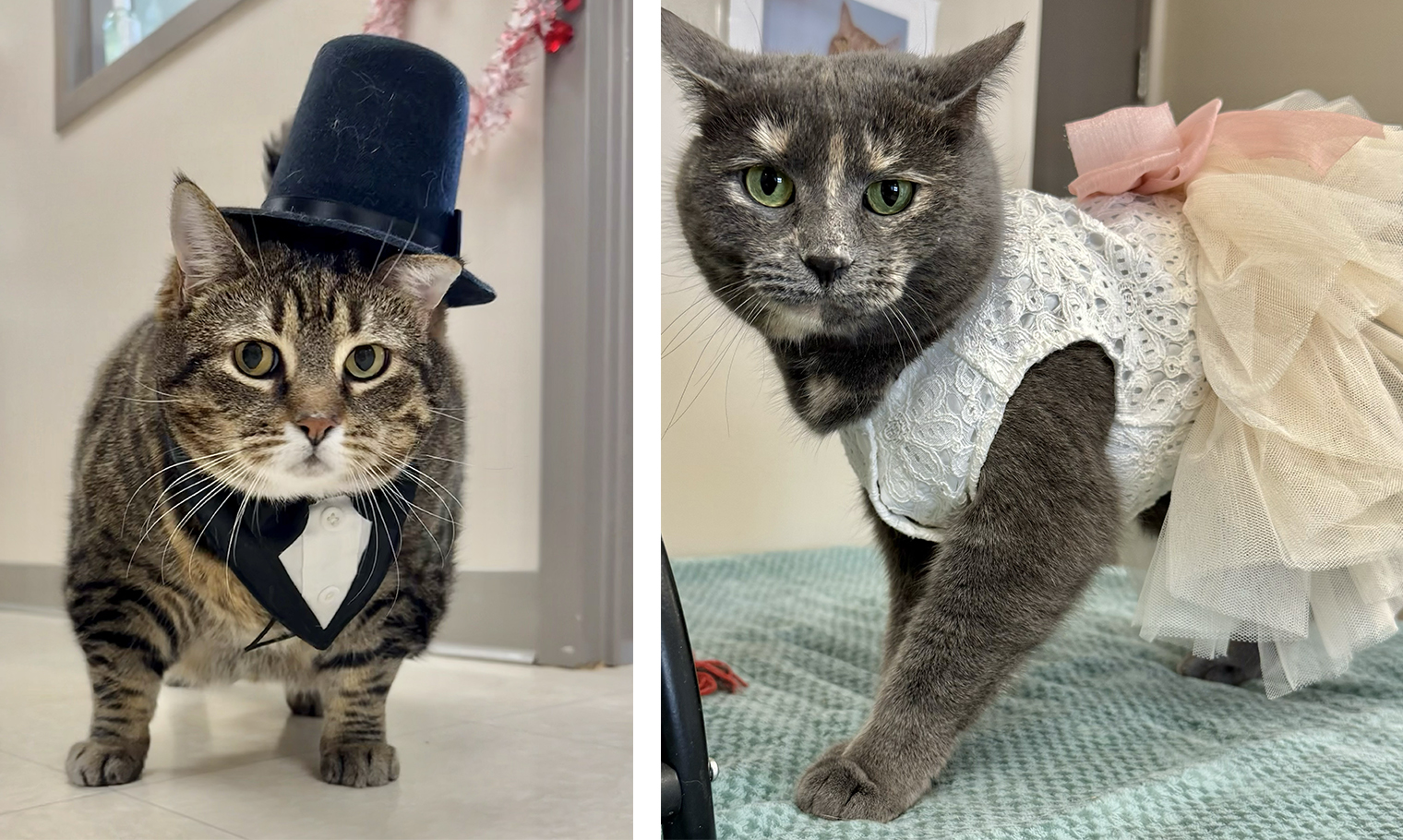 Bonded pair of cats finally adopted months after shelter has wedding
