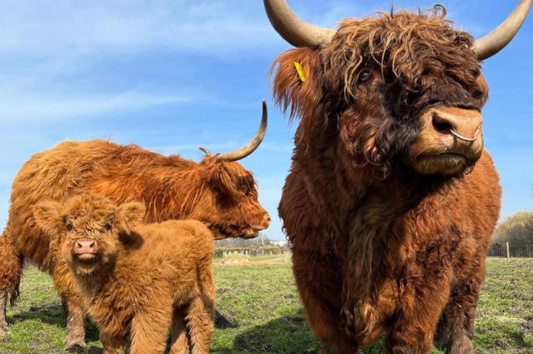 Not Chester or Blackpool - Welsh animal park 15 miles away from ...