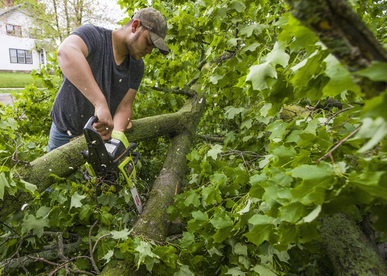 Is it legal in Florida to dump leaves from a neighbor's tree back in ...