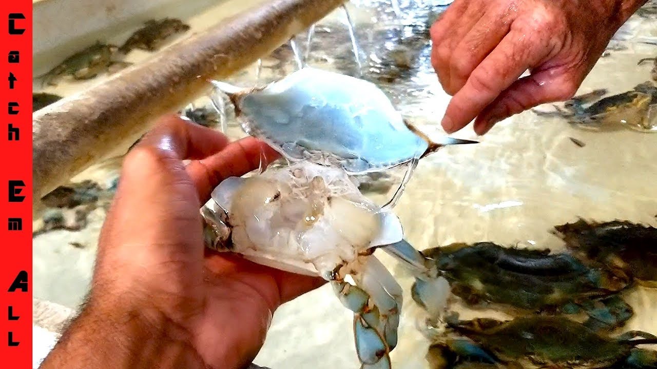How soft shell crabs are really made