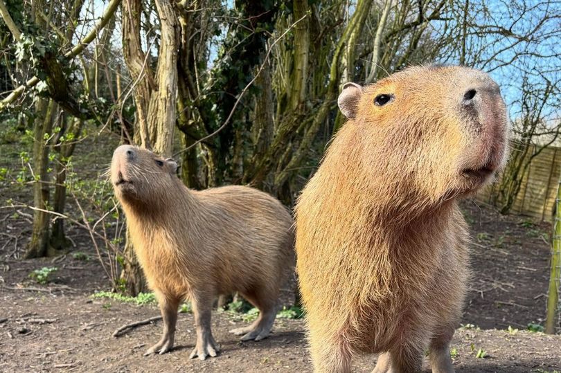 Not Chester or Blackpool - Welsh animal park 15 miles away from ...