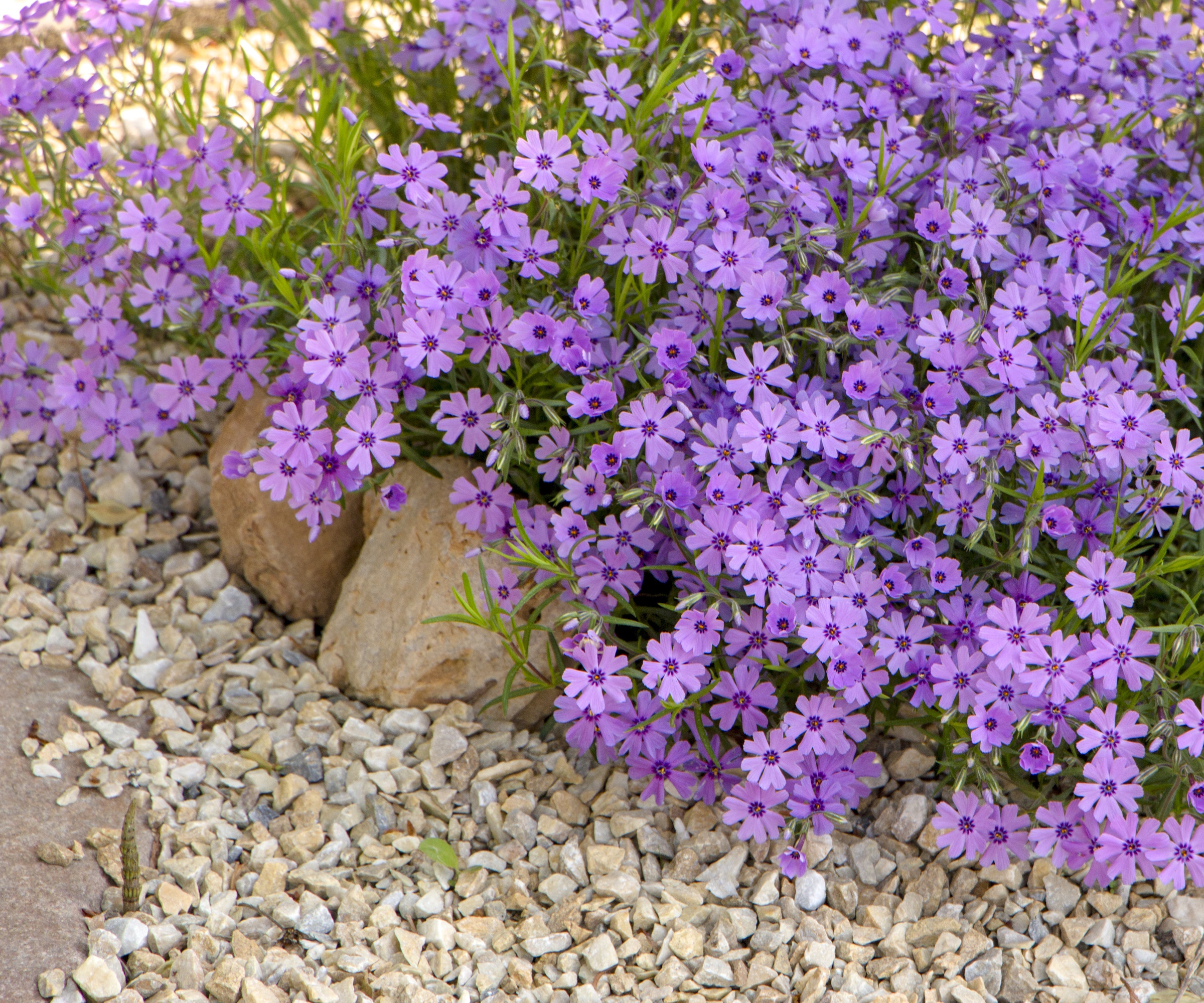 Purple creeping phlox, on flowerbed and gravel