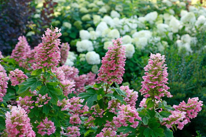 6 Hydrangea Facts That Even Expert Gardeners Don’t Know