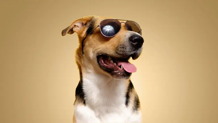The Best Pet Insurance in California for 2025​