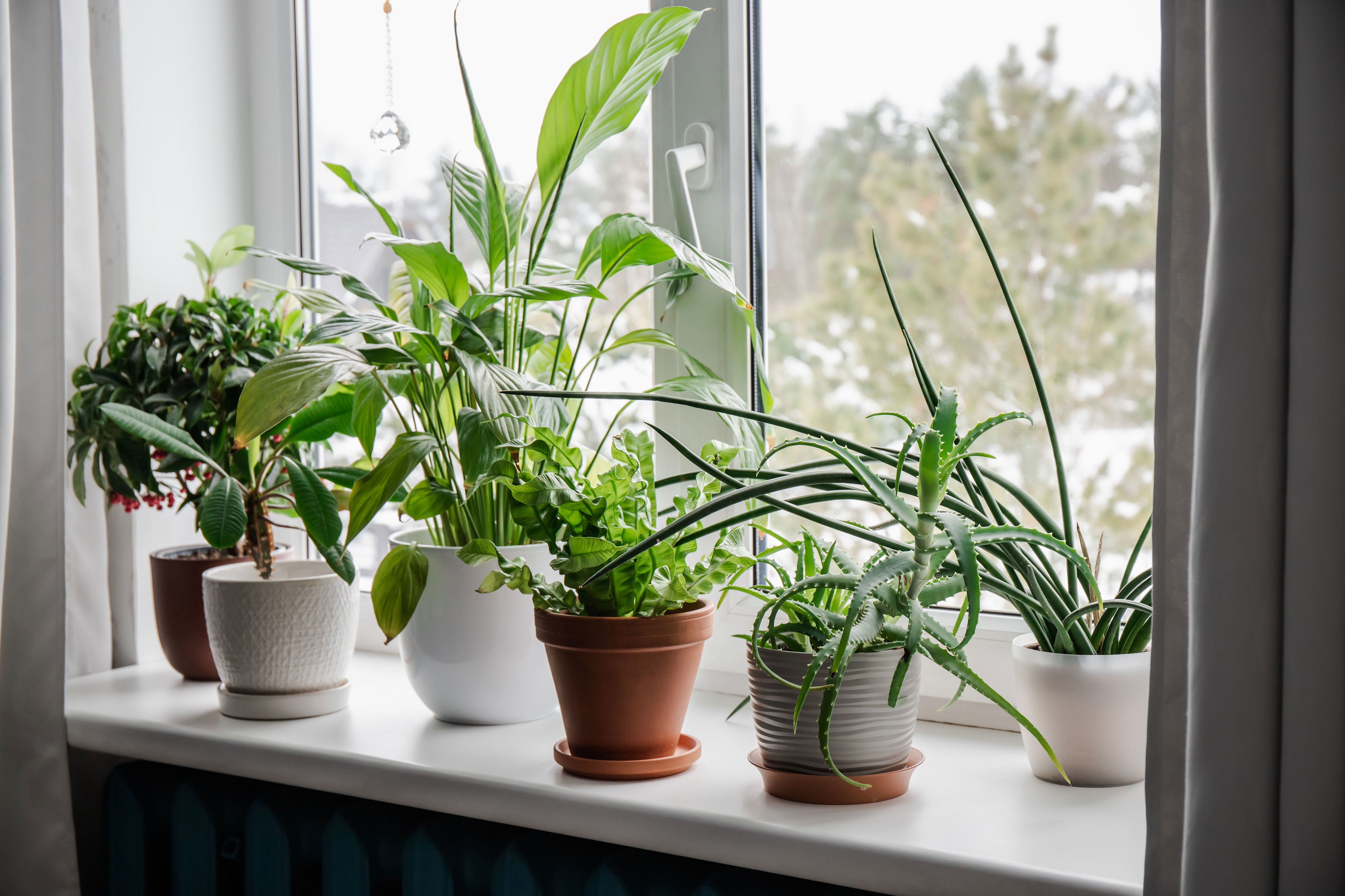 No green thumb? These popular houseplants are hard to kill