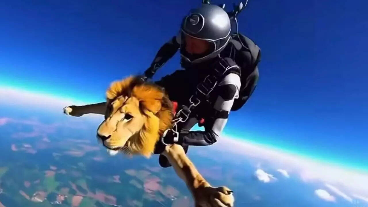 WATCH Lion skydiving? The viral video that’s got everyone talking is