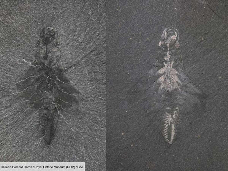 Spécimen fossile de "Mosura fentoni", ROMIP 66108 du site de Raymond Quarry (parc Yoho, Colombie-Britannique, Canada).