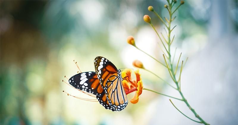 6 Makna Kupu-Kupu Masuk Rumah, Tanda Baik dan Buruk