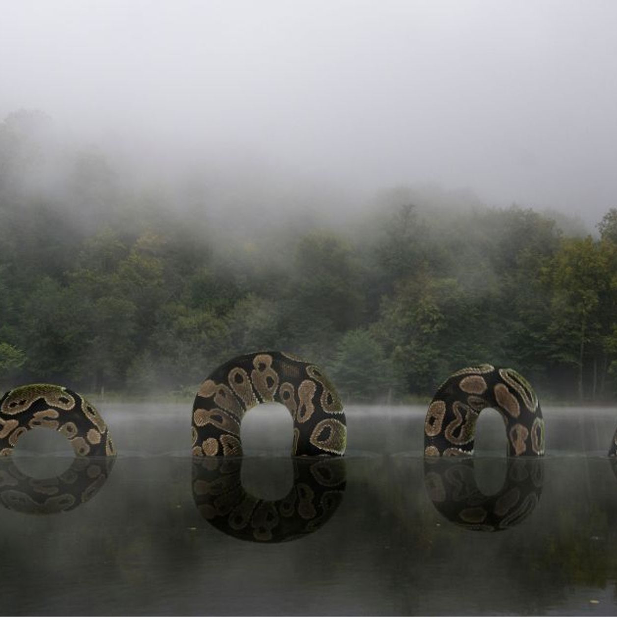Les images qui circulent d'un anaconda de plus de 30 mètres, le plus ...