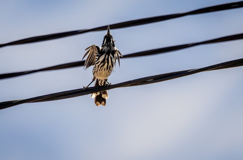'Really violent': 'Exploding' bird deaths plague Bay Area town