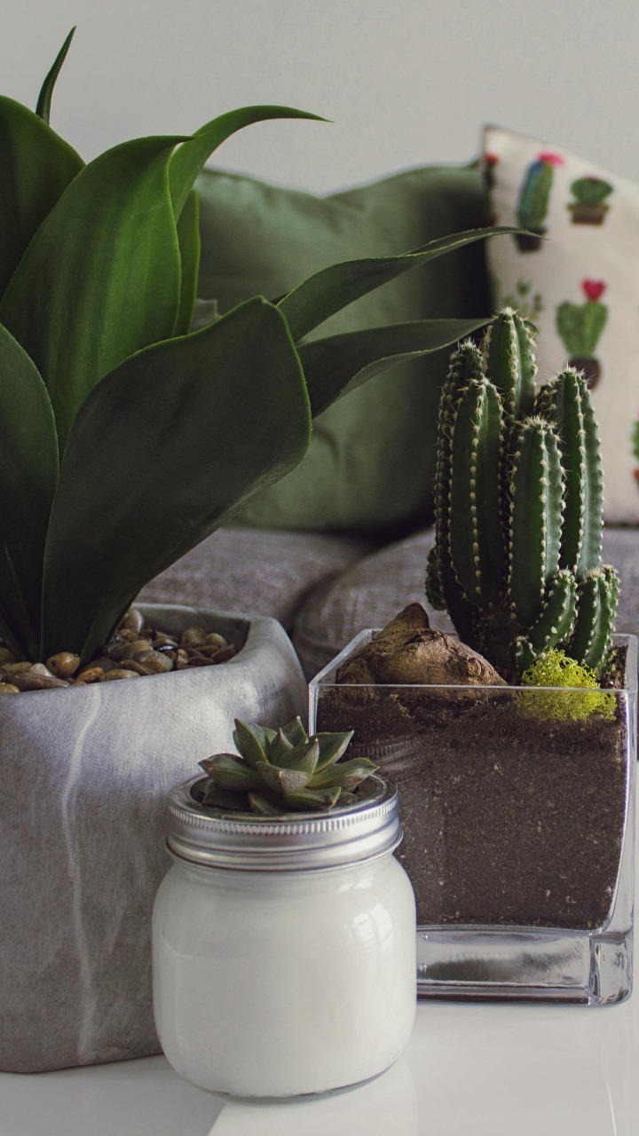 9 indoor plants that you should not keep in your home