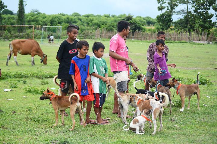 10 Kematian Akibat Rabies di NTT Tahun 2025: Waspada Penyakit Mematikan Ini