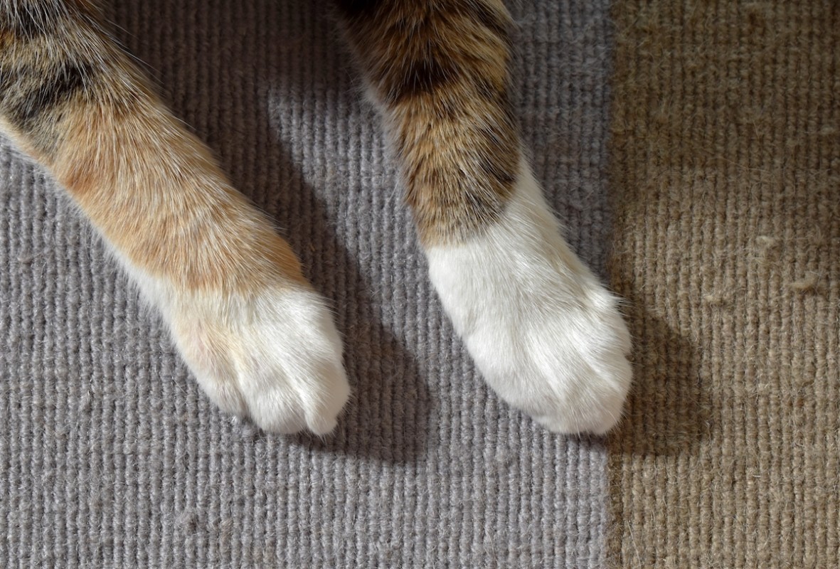 Bernese Mountain Dog and Calico Cat Are Straight up Twinsies and the