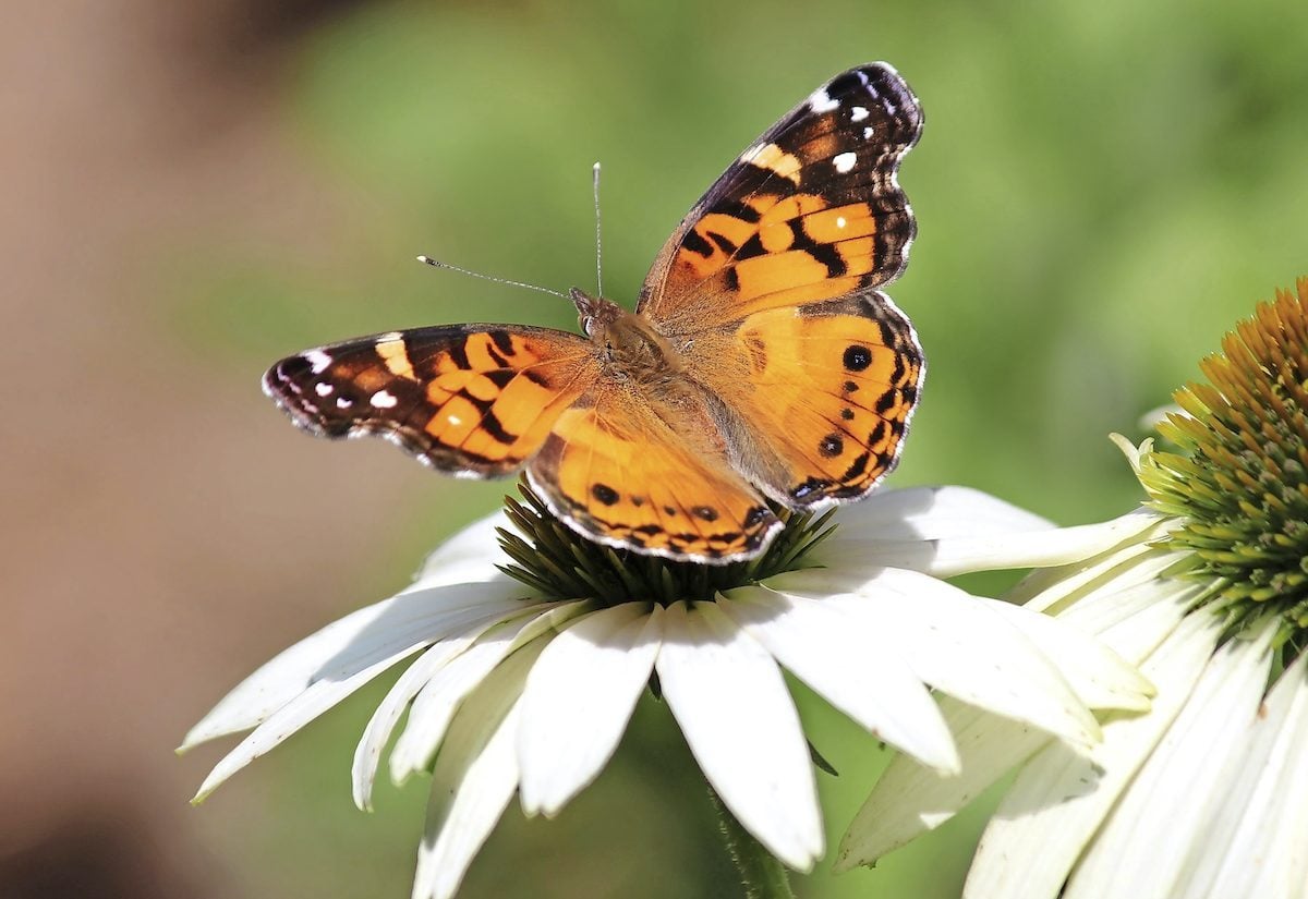 How to identify an American lady butterfly