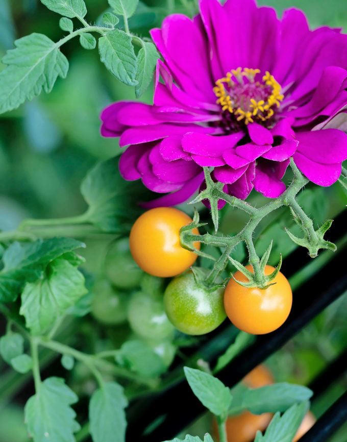 How to Plant (and Grow) a Pollinator Garden