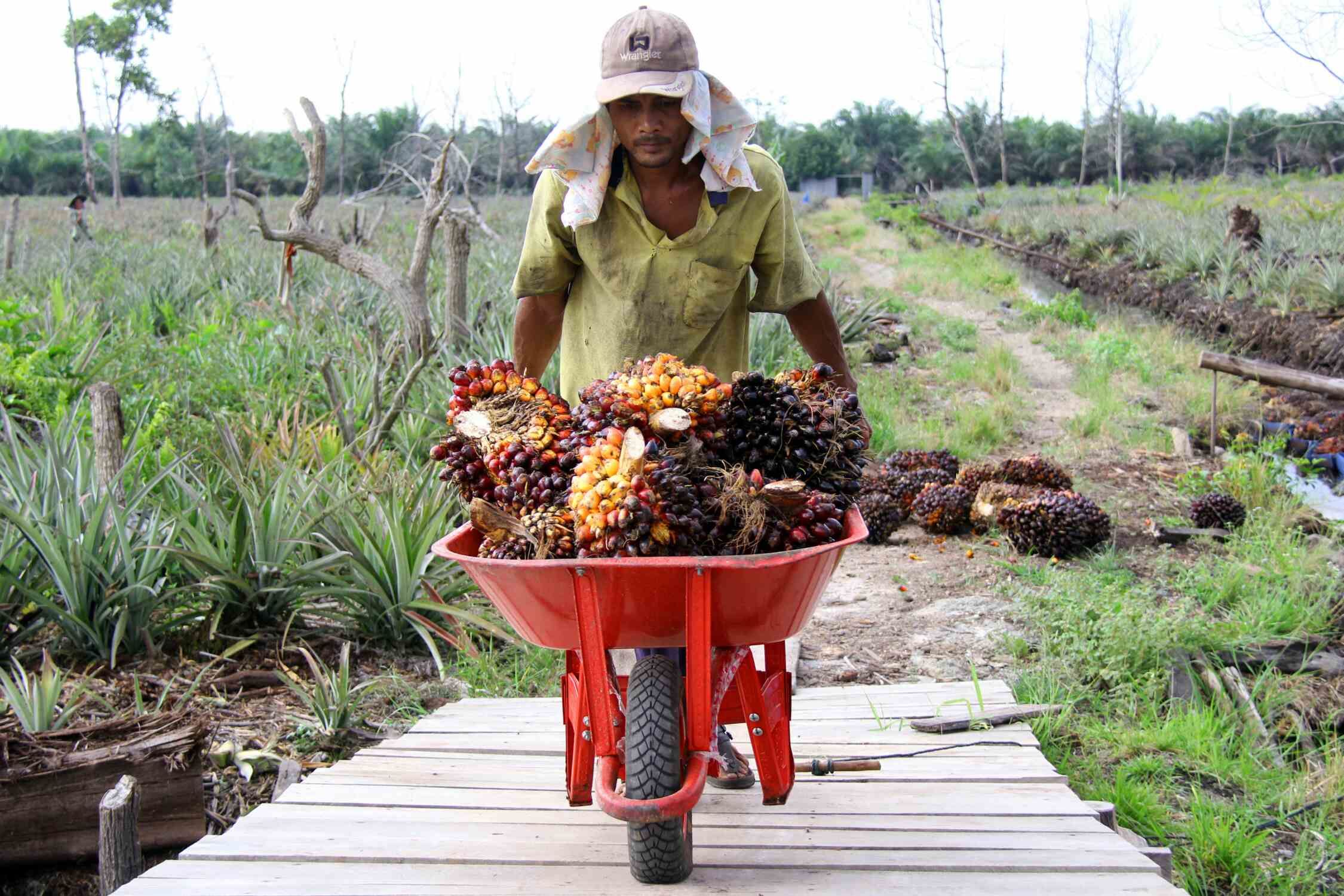 PT Aneka Sawit Lestari Perkenalkan Benih DXP iCalix: Solusi Meningkatkan Produktivitas Kelapa Sawit Nasional!
