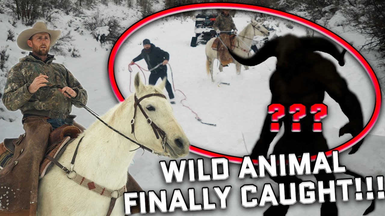 A wild animal recovery nearly ends in disaster