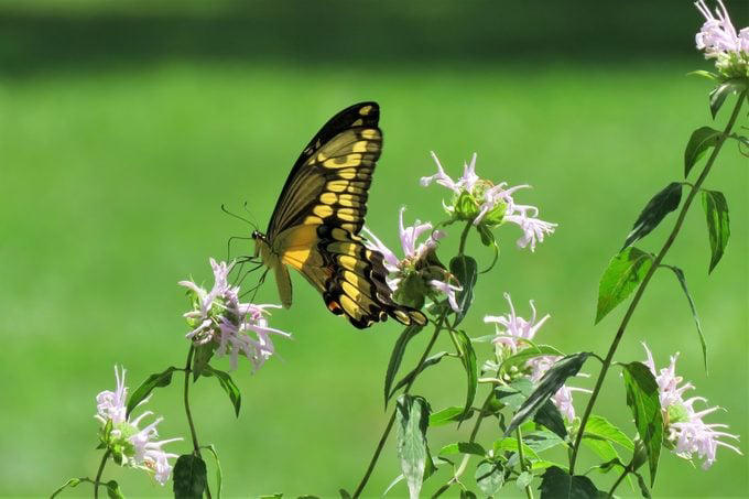 How to Plant (and Grow) a Pollinator Garden