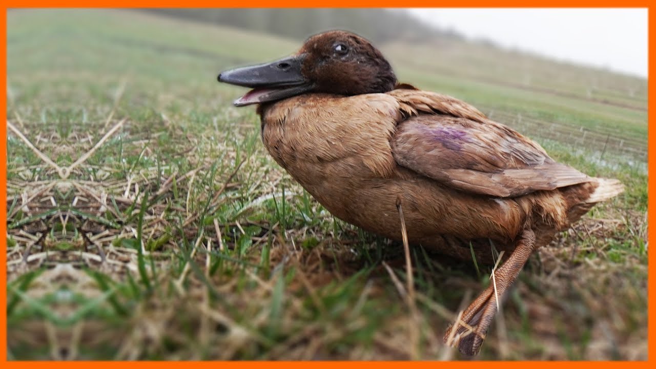 Investigation begins into an urgent medical issue with a duck