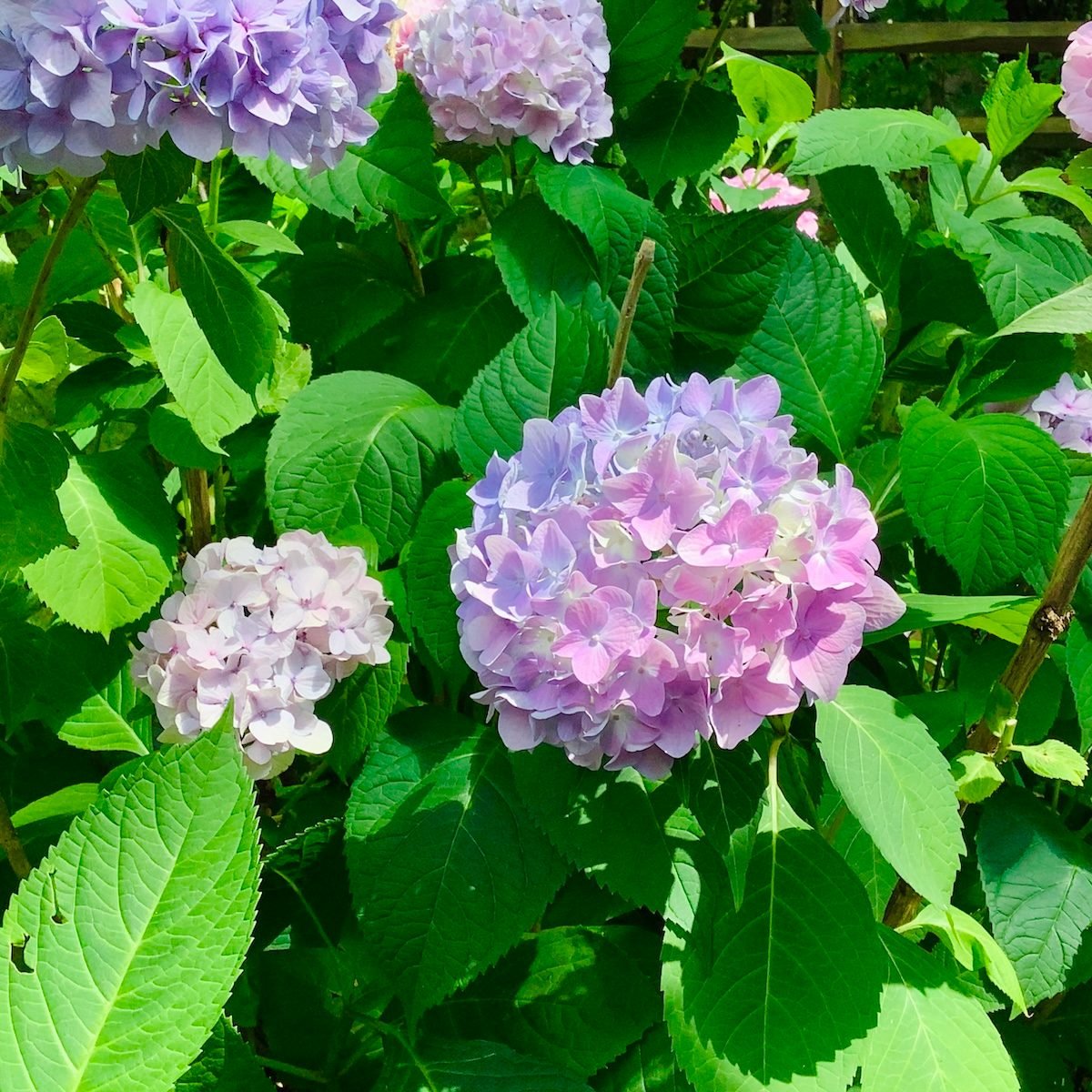 6 Hydrangea Facts That Even Expert Gardeners Don’t Know